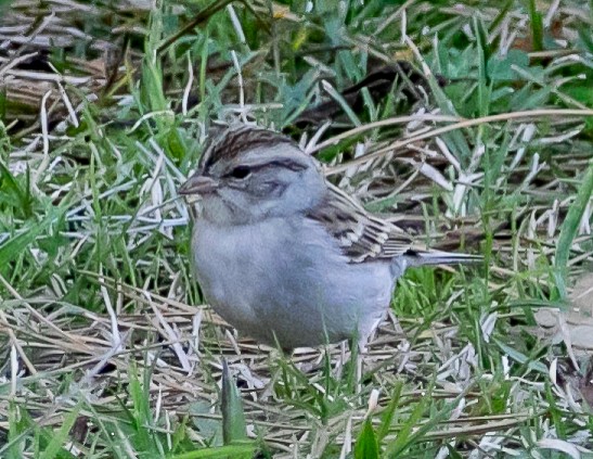 Chipping Sparrow - ML614171411