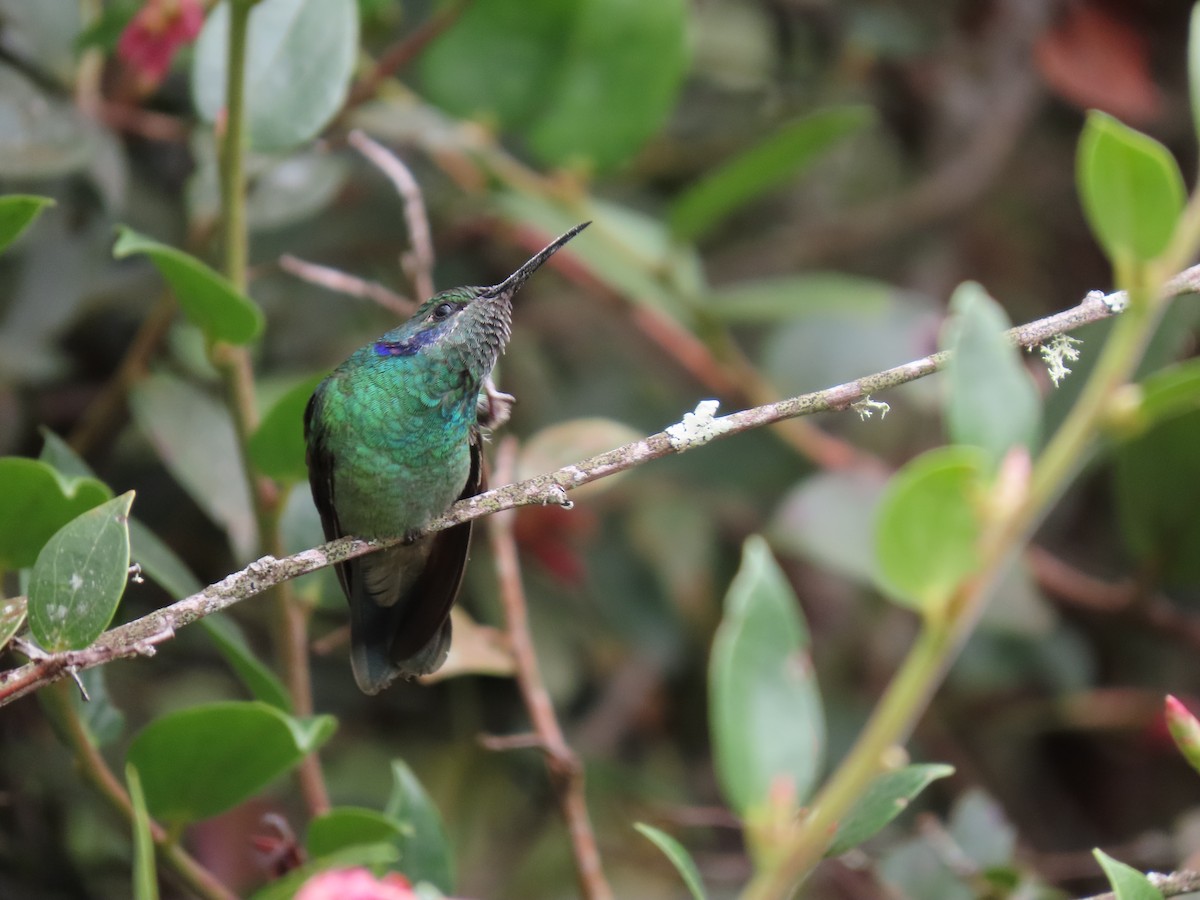 Lesser Violetear - ML614171449