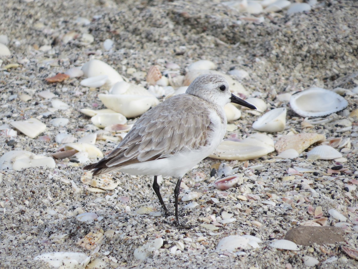 Bécasseau sanderling - ML614171471