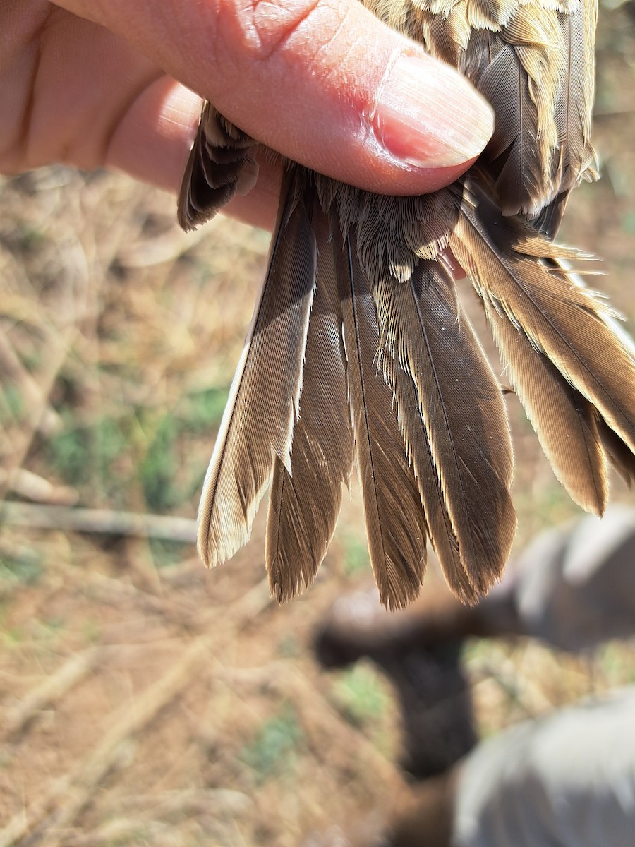 Sagebrush Sparrow - ML614171485