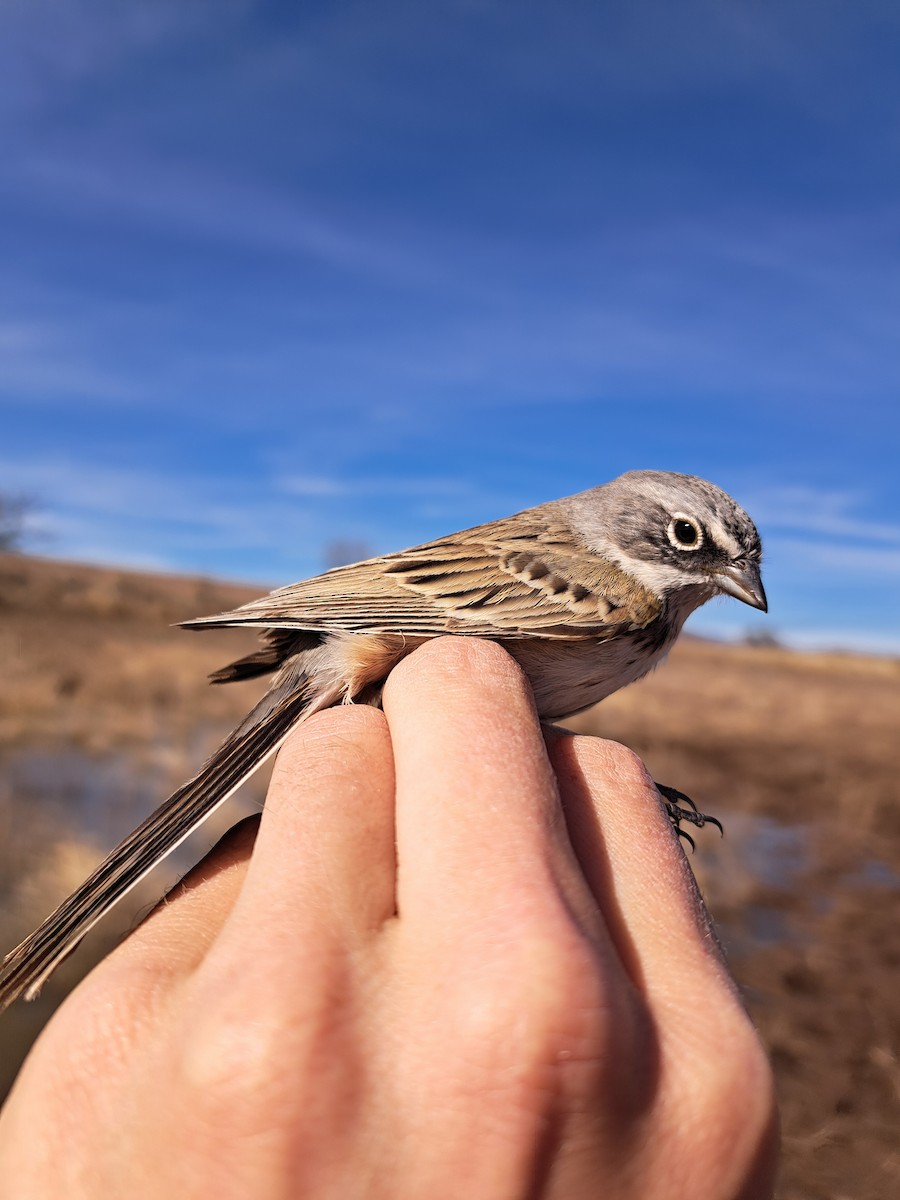 Sagebrush Sparrow - ML614171491