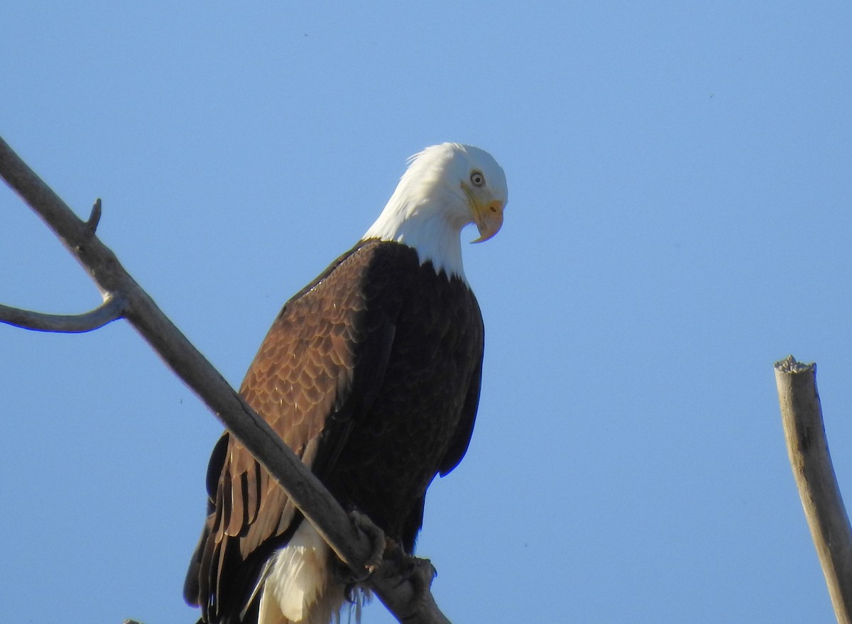 Bald Eagle - ML614171586