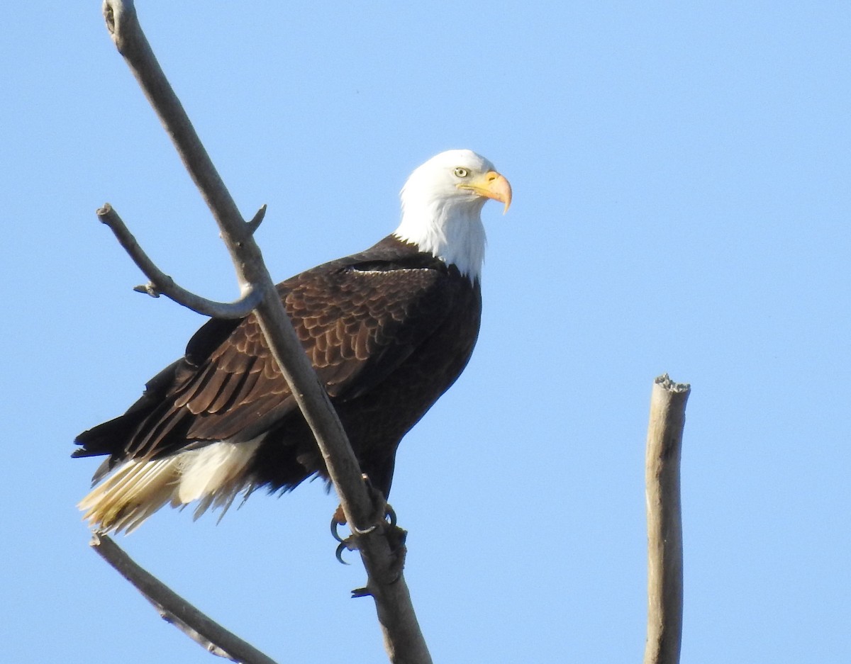 Bald Eagle - ML614171587