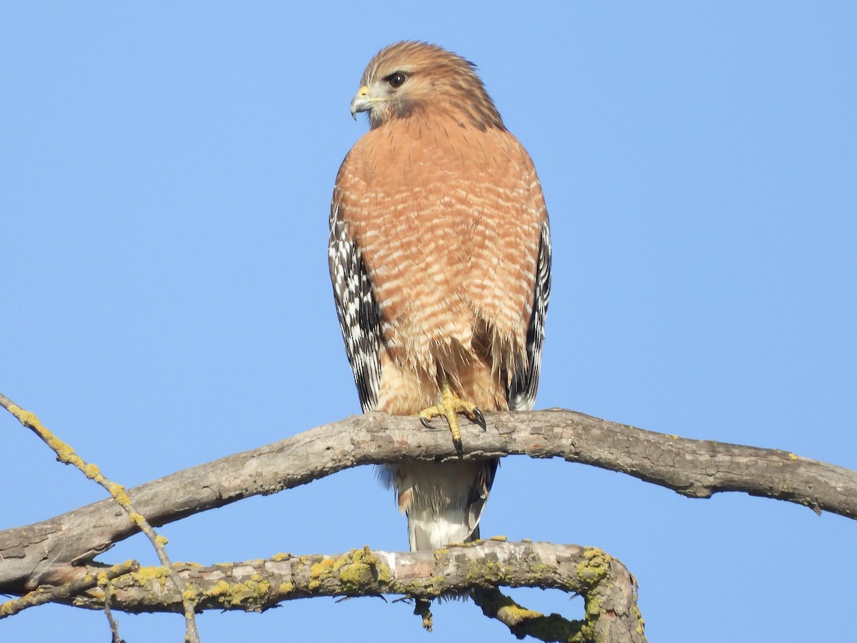 Red-shouldered Hawk - ML614171659