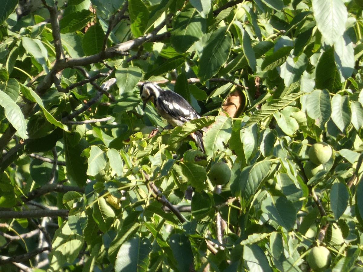 Great Spotted Woodpecker - ML614171708