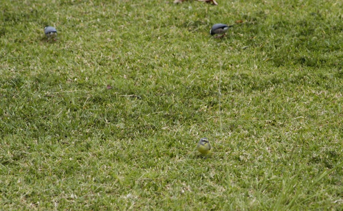 Yellow-fronted Canary - ML614171796