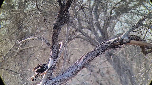 Crane Hawk (Blackish) - ML614171803