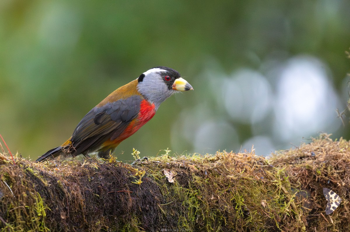 Toucan Barbet - Wentao Yang