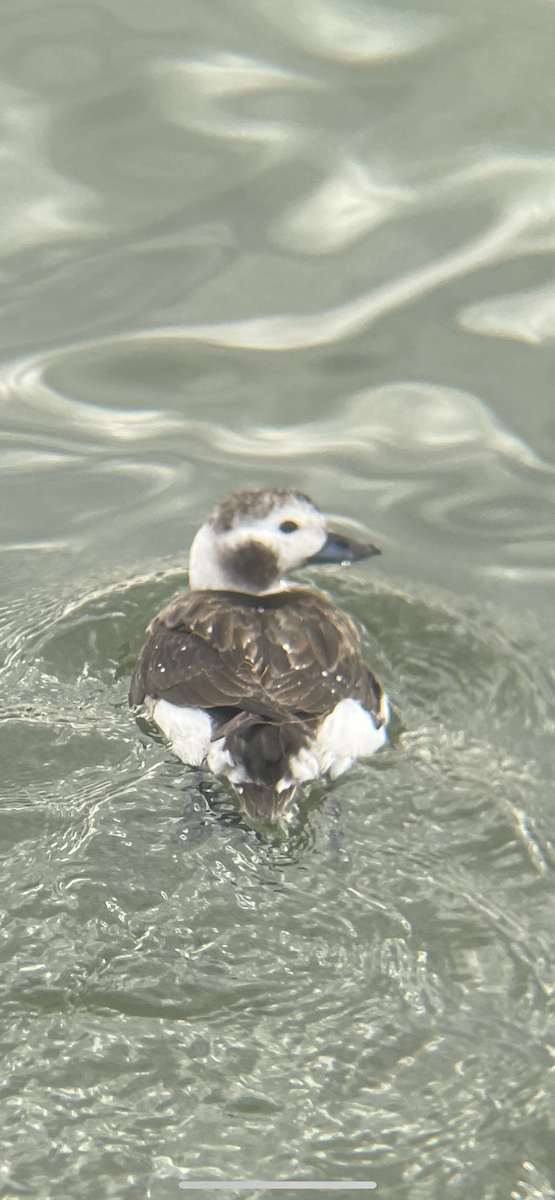 Long-tailed Duck - ML614171910
