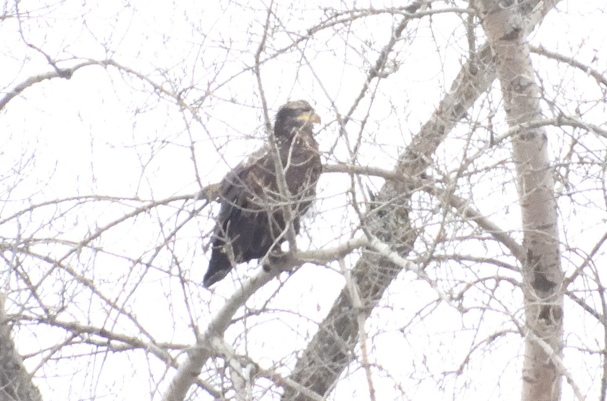 Bald Eagle - ML614171963