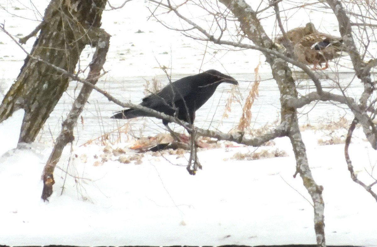 ravn - ML614171988