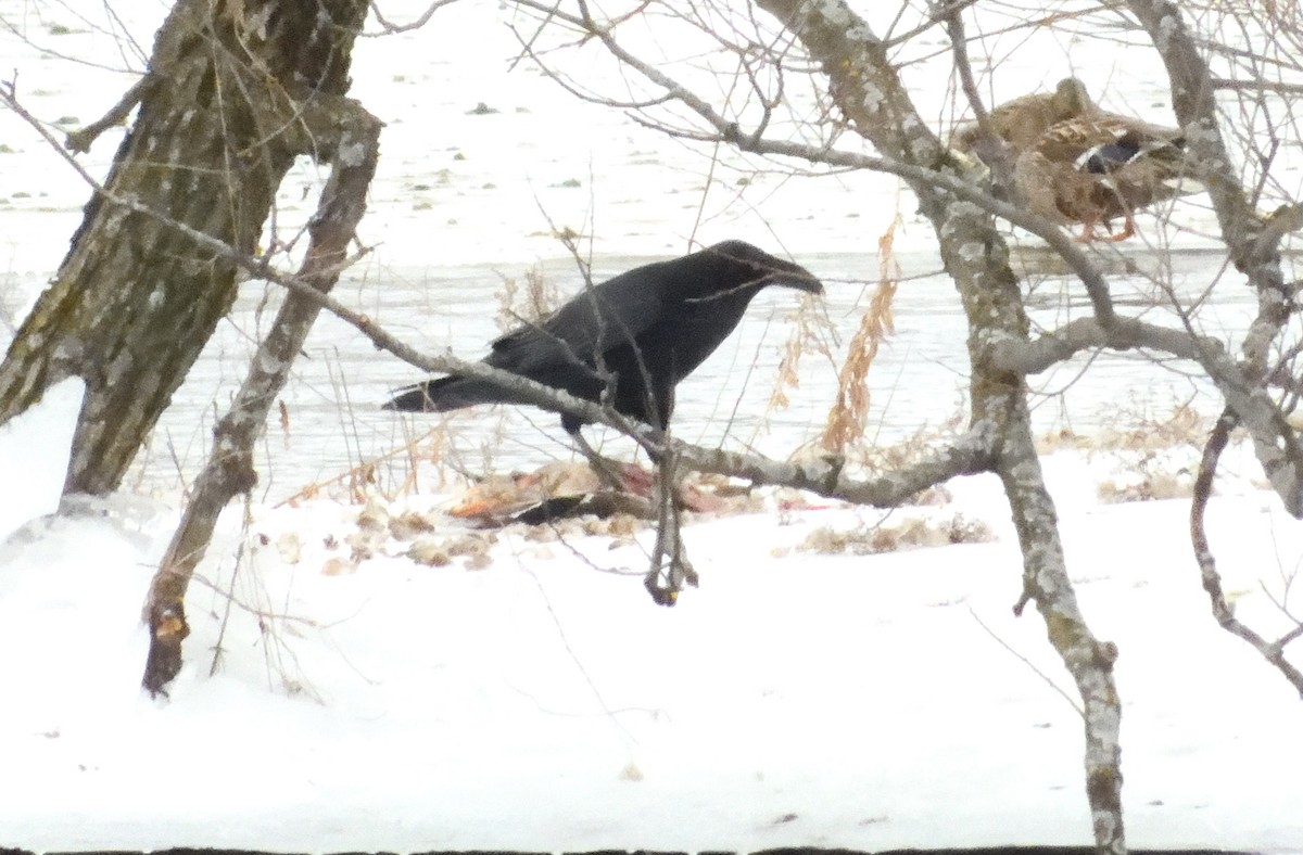 Common Raven - ML614171988