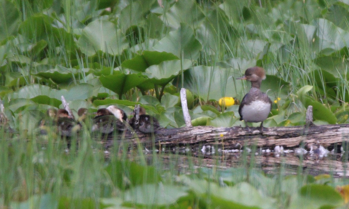 Hooded Merganser - ML614172060