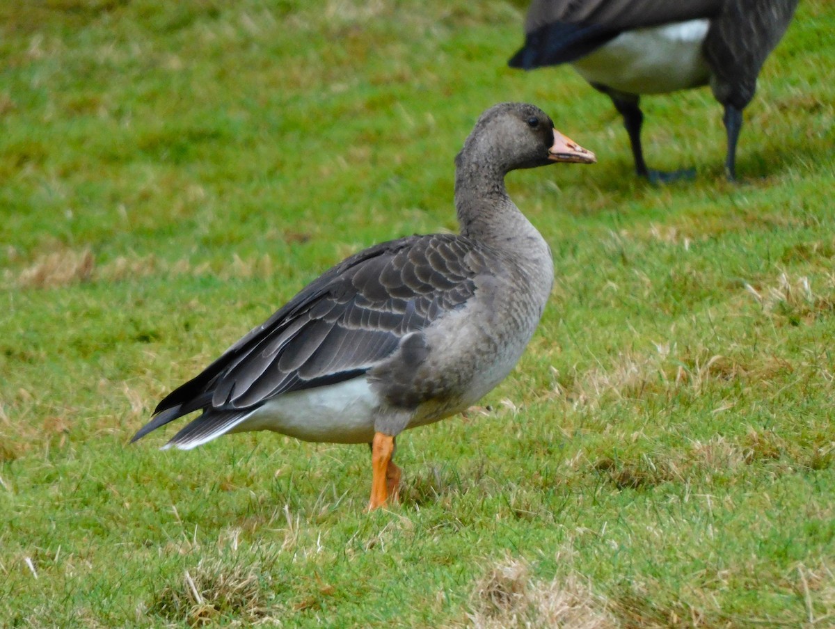 Greater White-fronted Goose - ML614172066