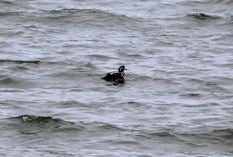 Harlequin Duck - ML614172116