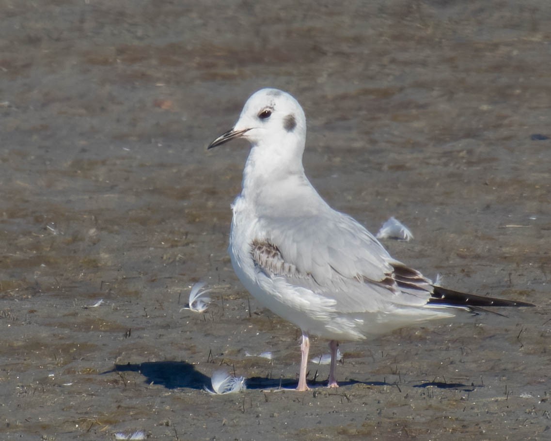 Bonaparte's Gull - ML614172137