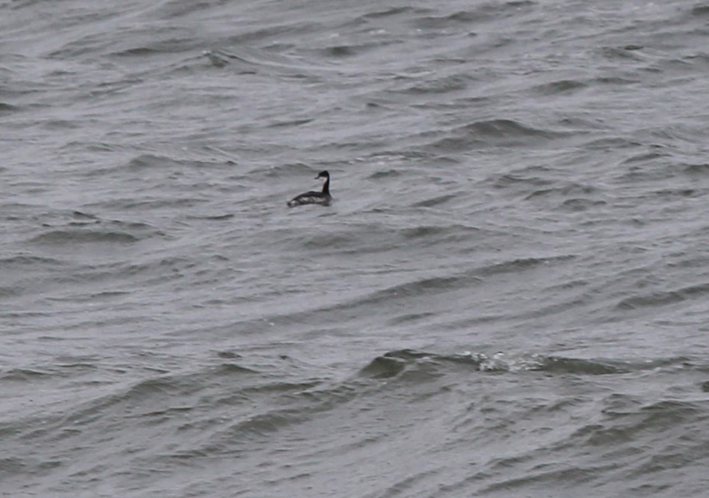 Horned Grebe - ML614172148