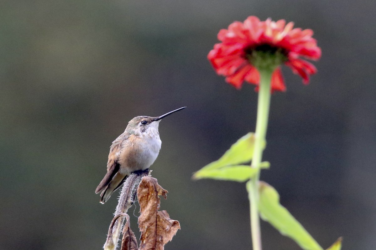 Rufous Hummingbird - Nancy Villone