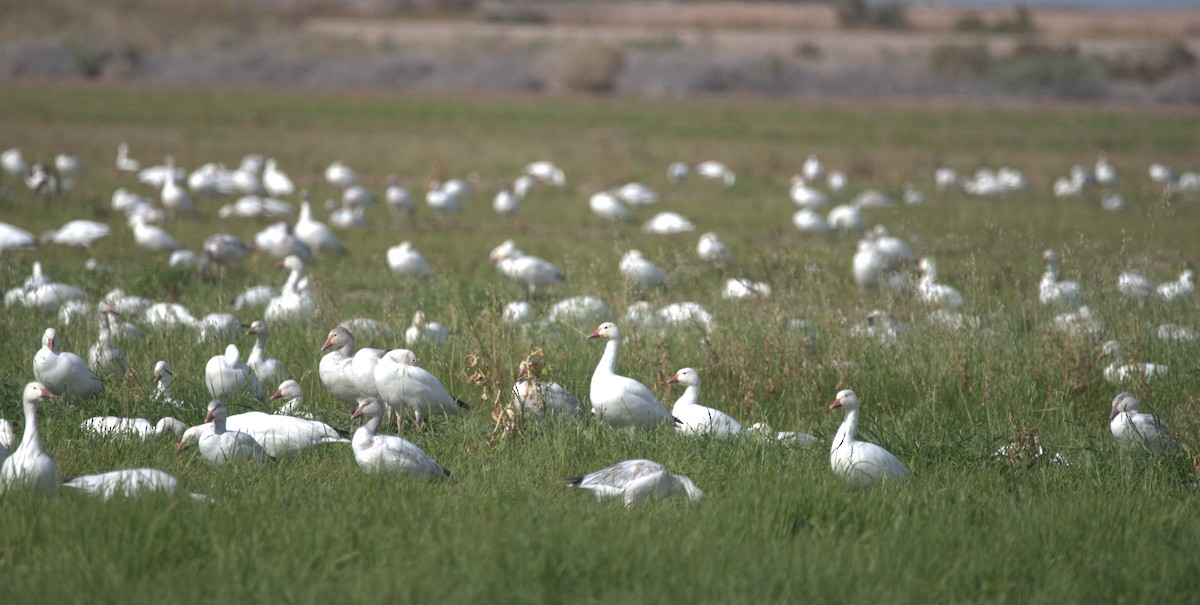 Snow Goose - ML614172153