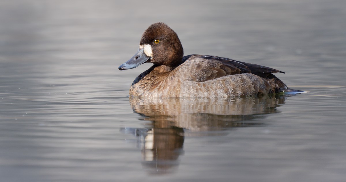 Lesser Scaup - ML614172188