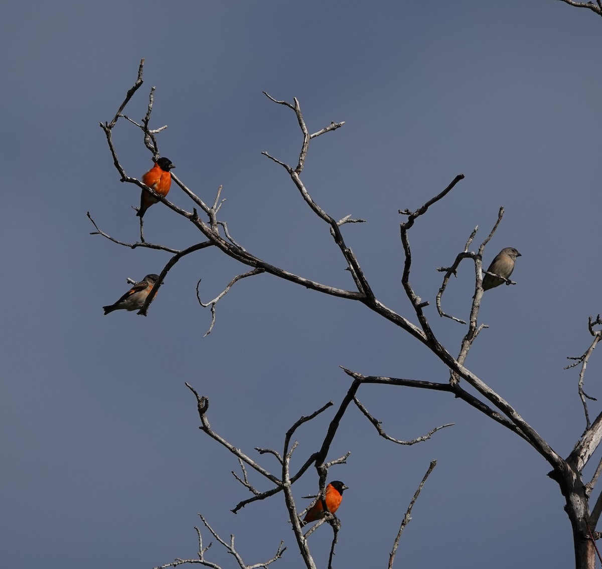 Red Siskin - chris milensky