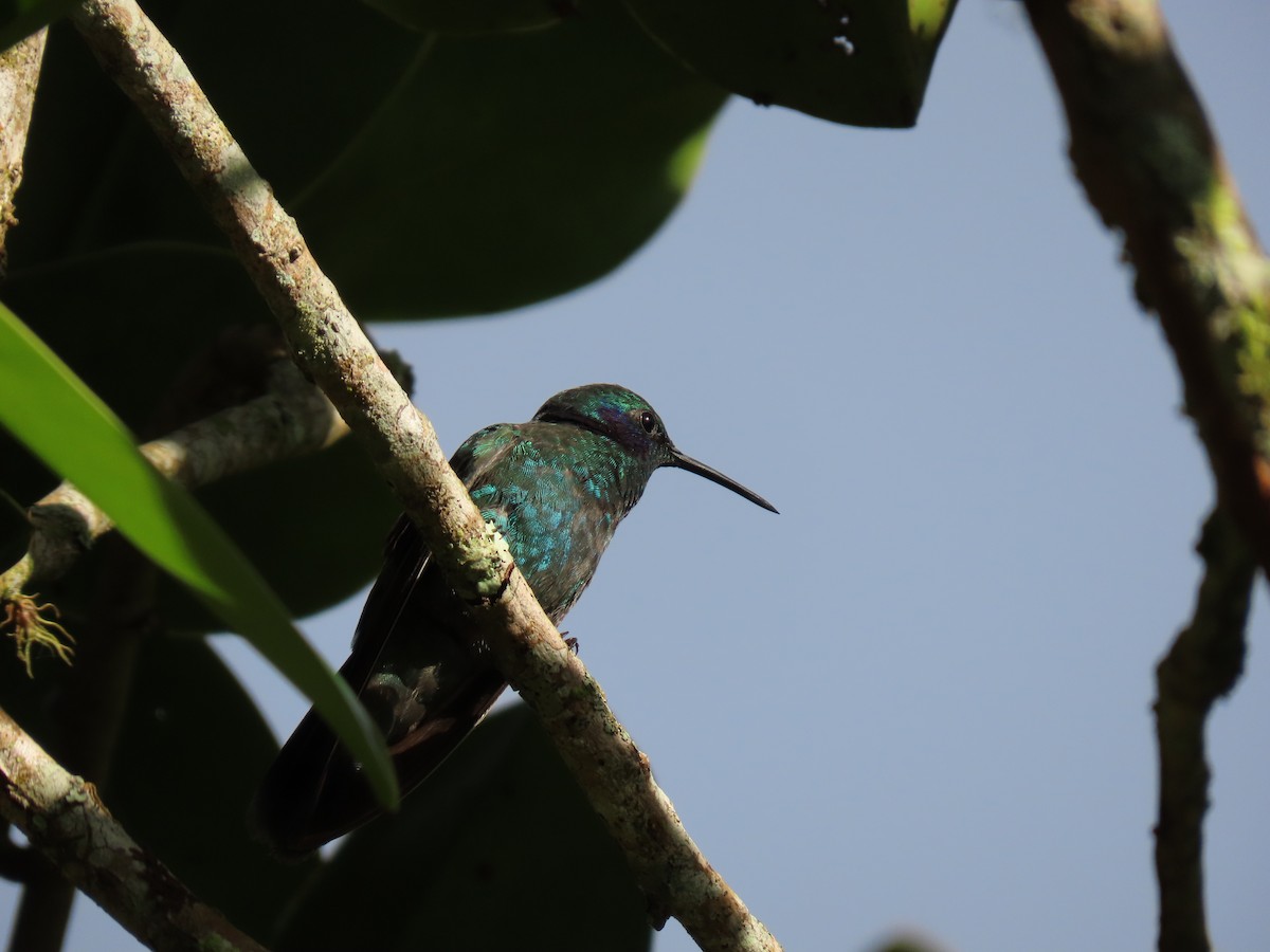 Lesser Violetear - ML614172383