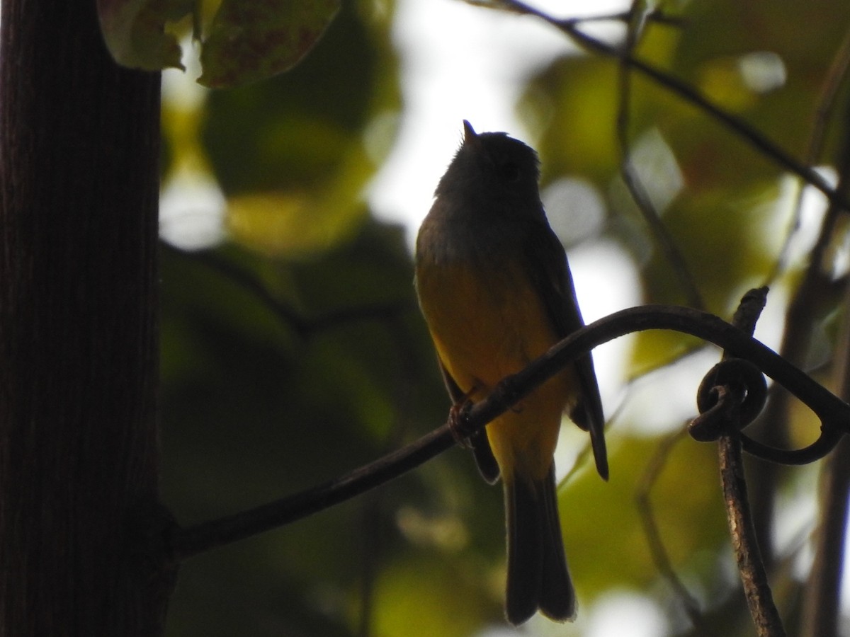 Gray-headed Canary-Flycatcher - ML614172450