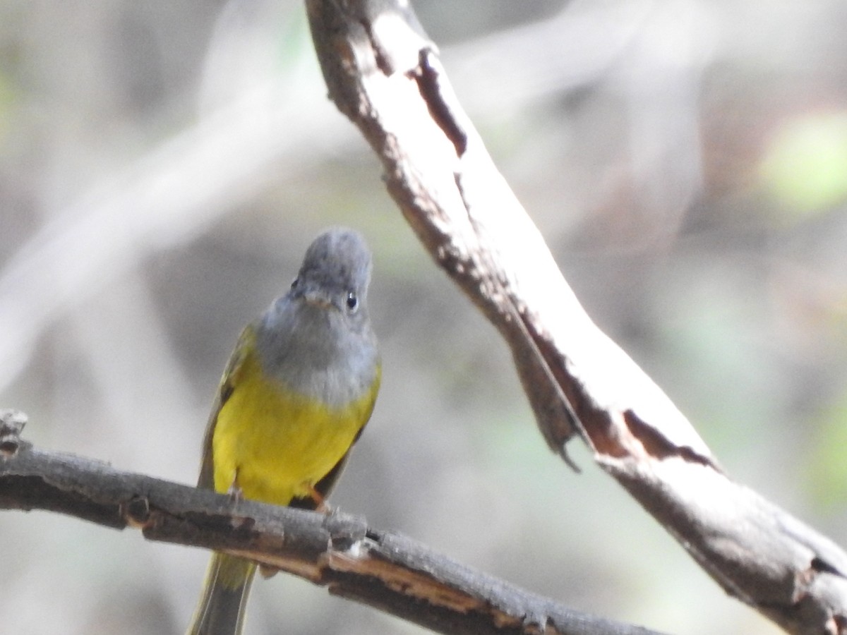 Gray-headed Canary-Flycatcher - ML614172472