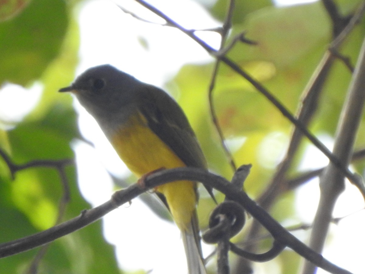 Gray-headed Canary-Flycatcher - ML614172474