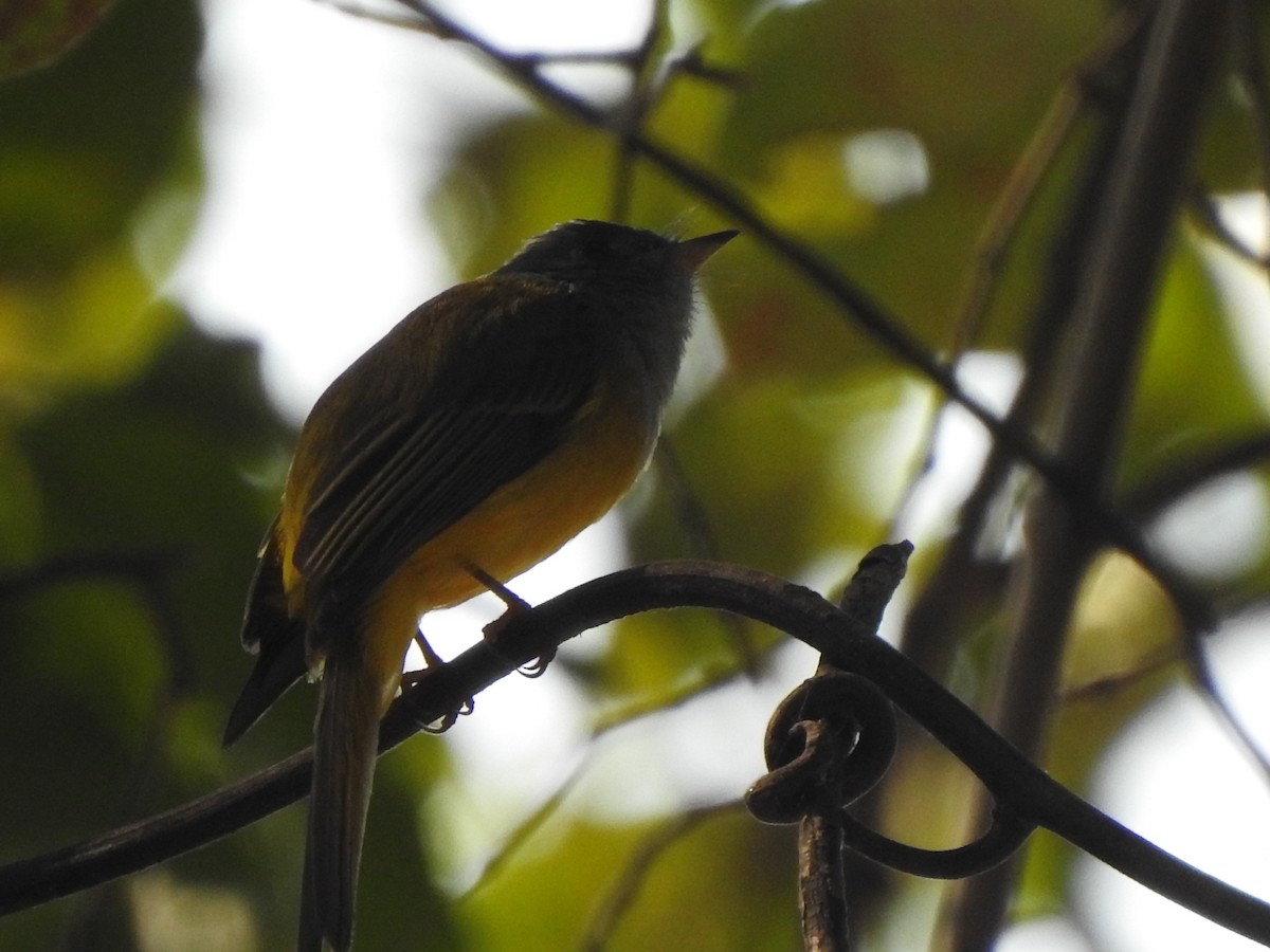 Gray-headed Canary-Flycatcher - ML614172475
