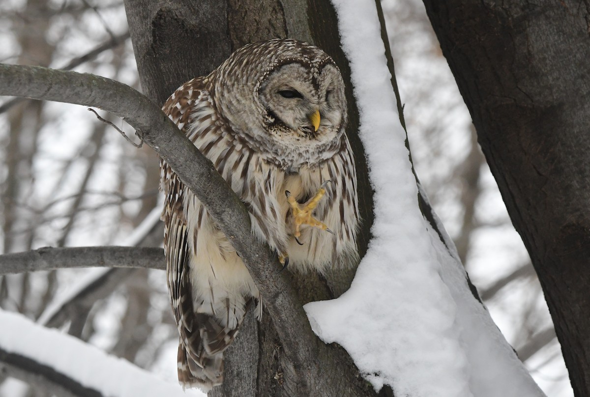 Barred Owl - ML614172547