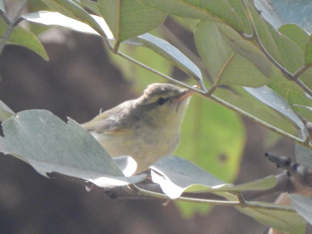 Sulphur-bellied Warbler - Hemraj Patil