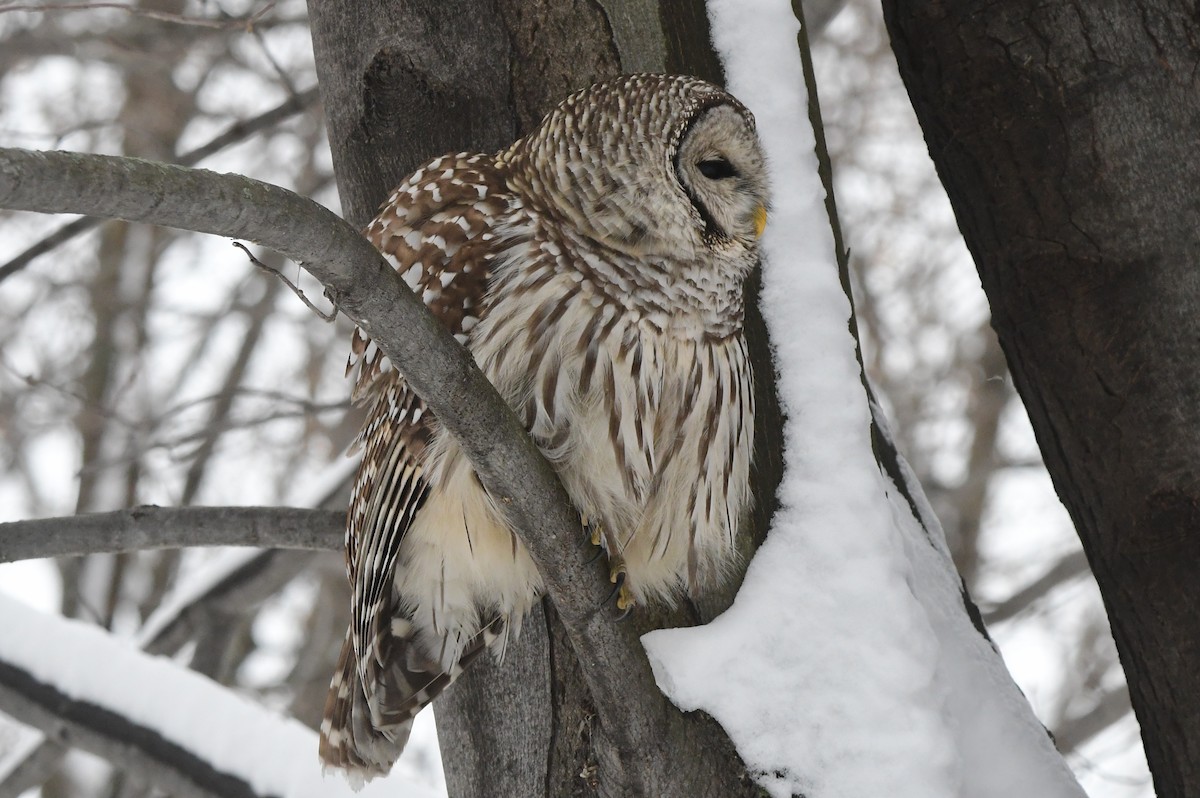 Barred Owl - ML614172562