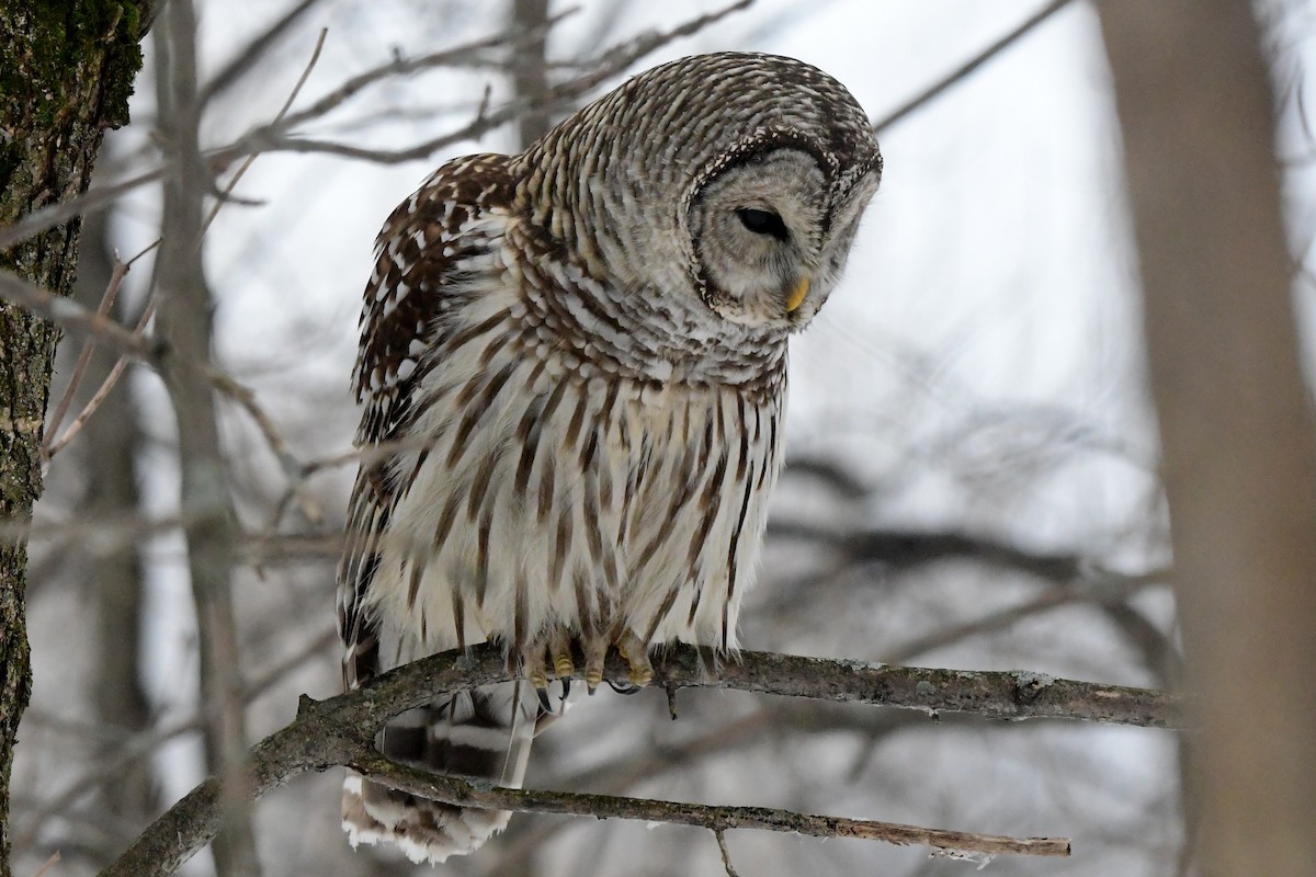 Barred Owl - ML614172611