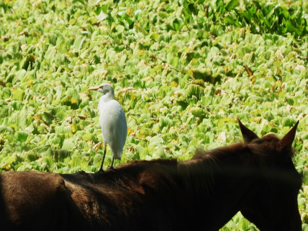 Western Cattle Egret - Maria Corriols