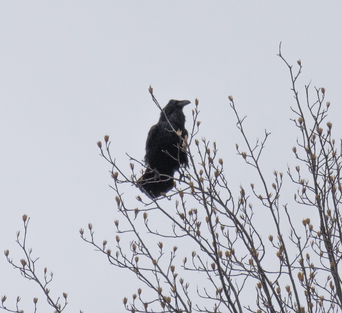 Common Raven - ML614172625