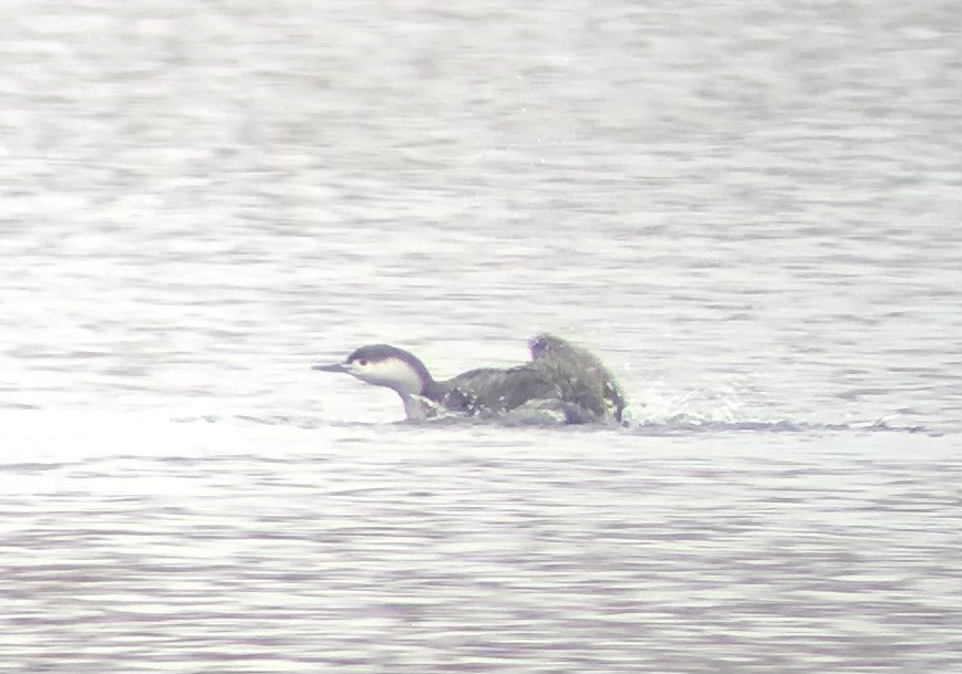 Red-throated Loon - ML614172712