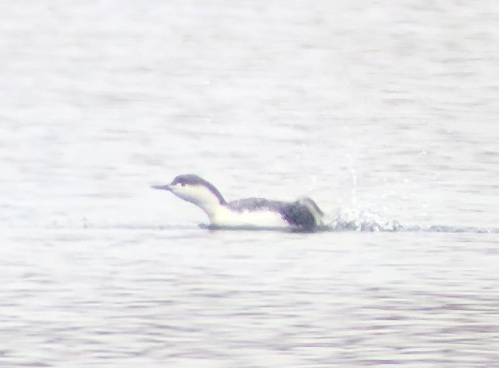 Red-throated Loon - Adrian Burke