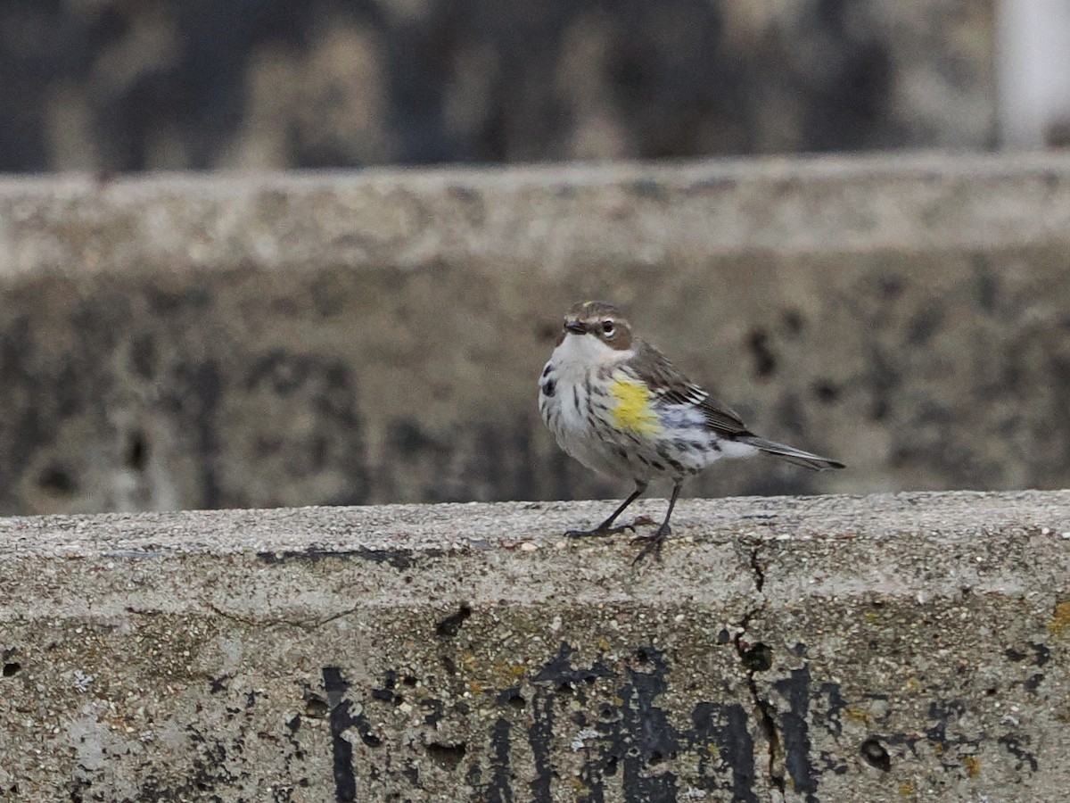 Yellow-rumped Warbler - ML614172778