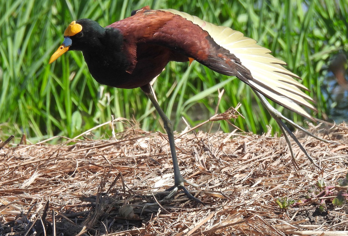 Northern Jacana - Danilo Moreno