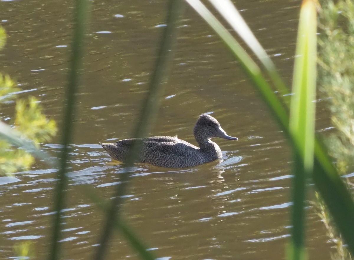 Freckled Duck - ML614172831