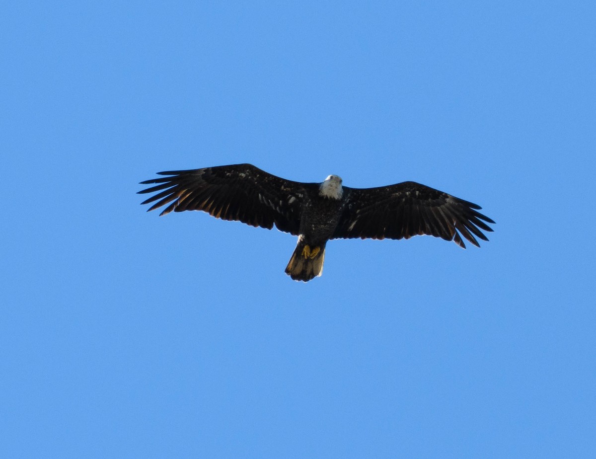 Bald Eagle - ML614172859