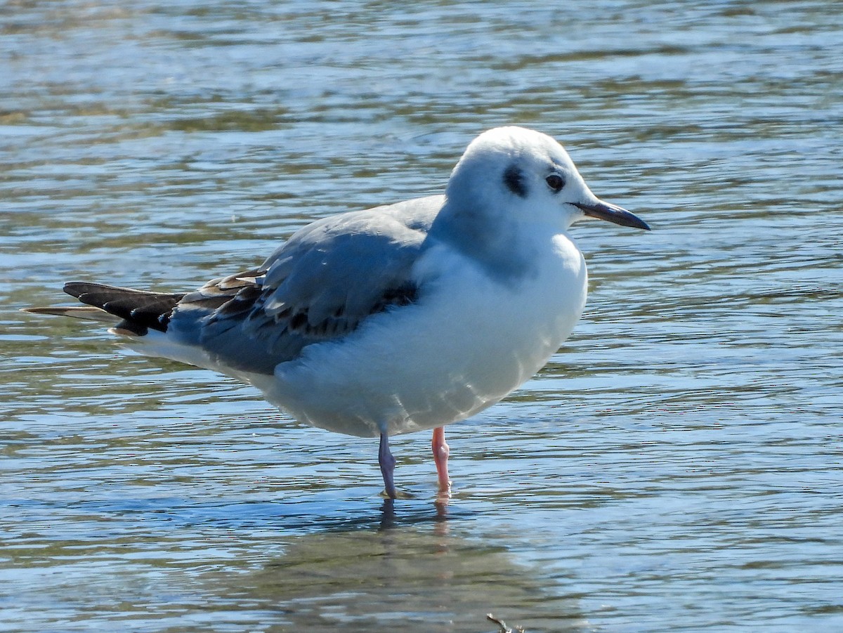 Bonaparte's Gull - ML614172894