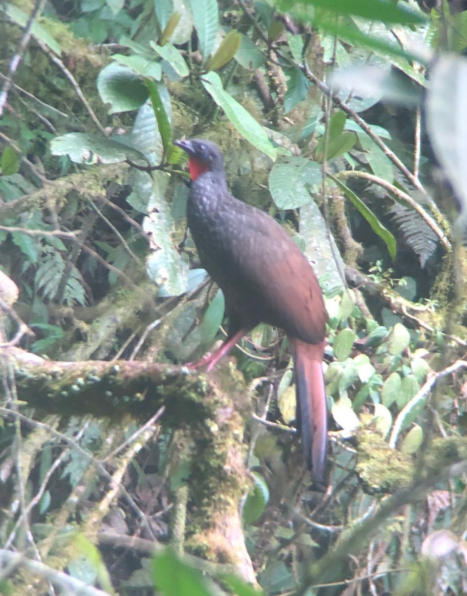 Cauca Guan - Jacobo Orozco Castañeda