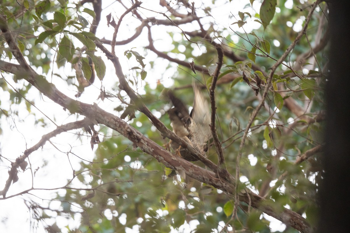 Broad-winged Hawk - ML614172919