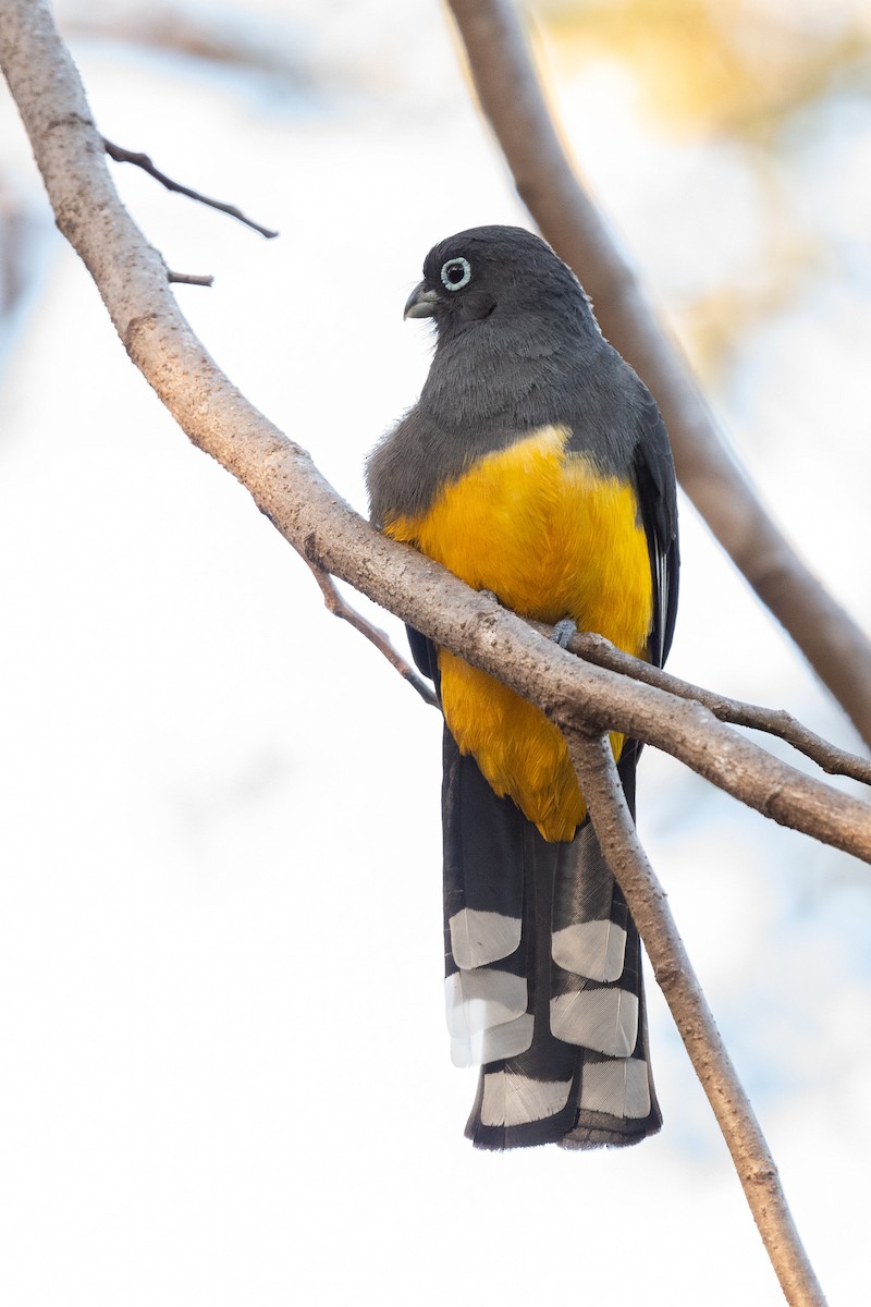 Trogon à tête noire - ML614172942