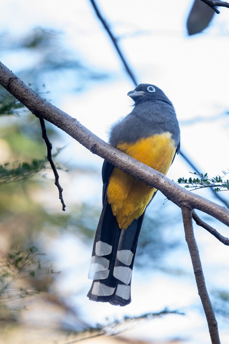 Black-headed Trogon - ML614172944