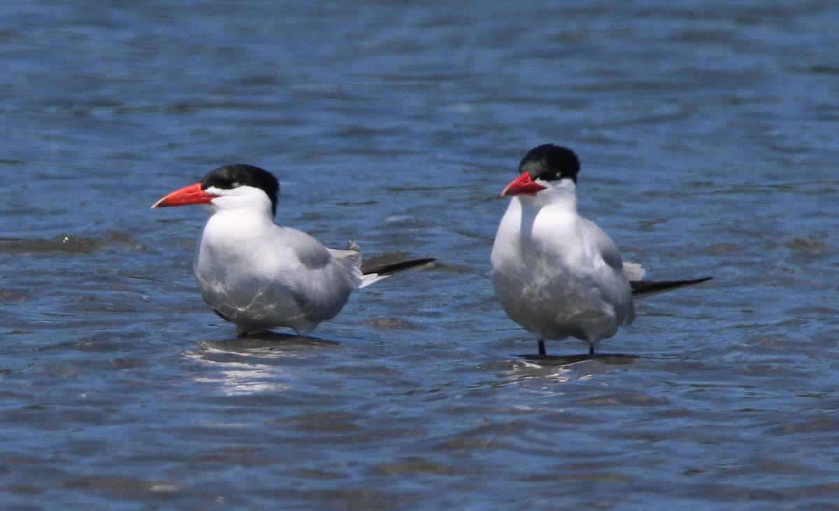 Caspian Tern - ML614172962