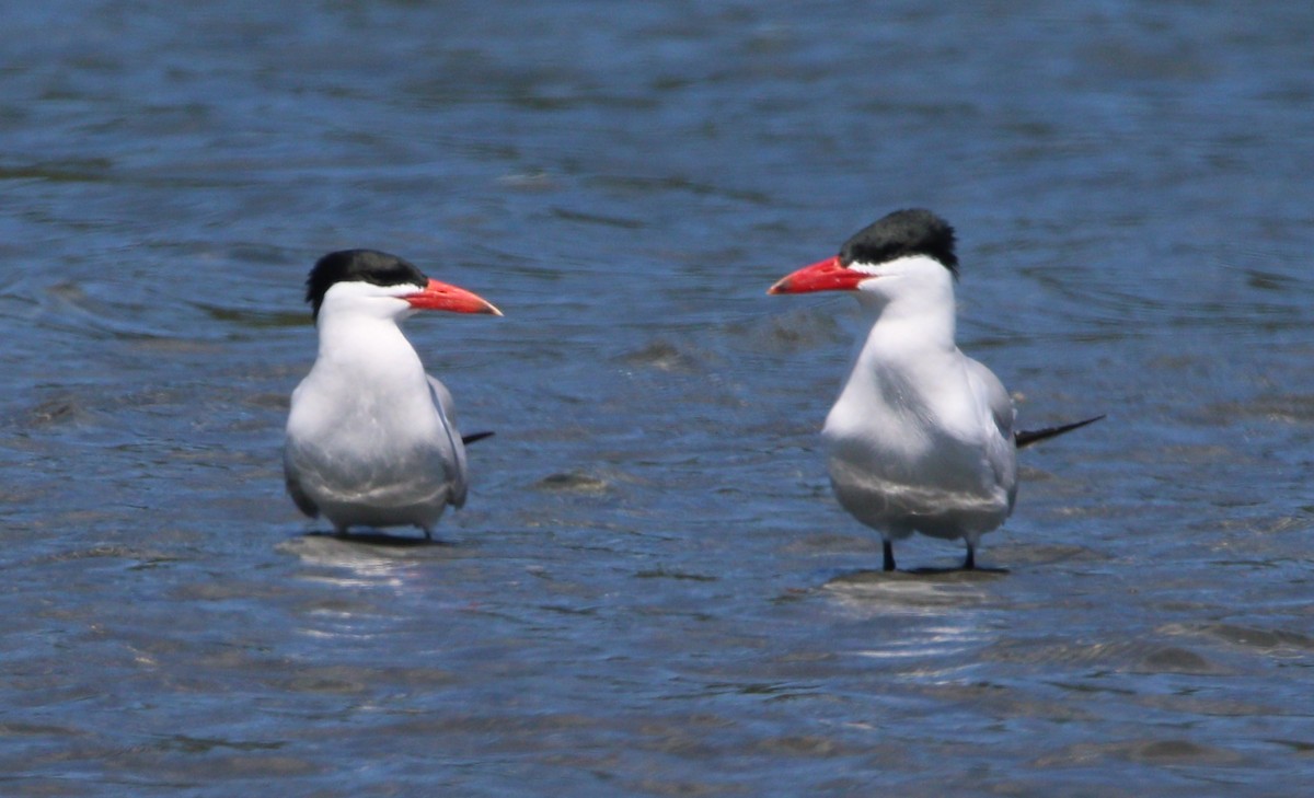 Caspian Tern - ML614172963