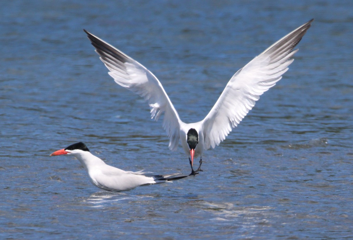 Caspian Tern - Liam Ragan